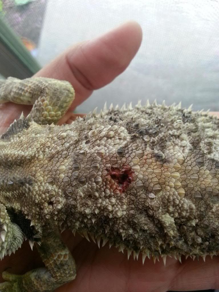 Cricket Bites! • Bearded Dragon . org